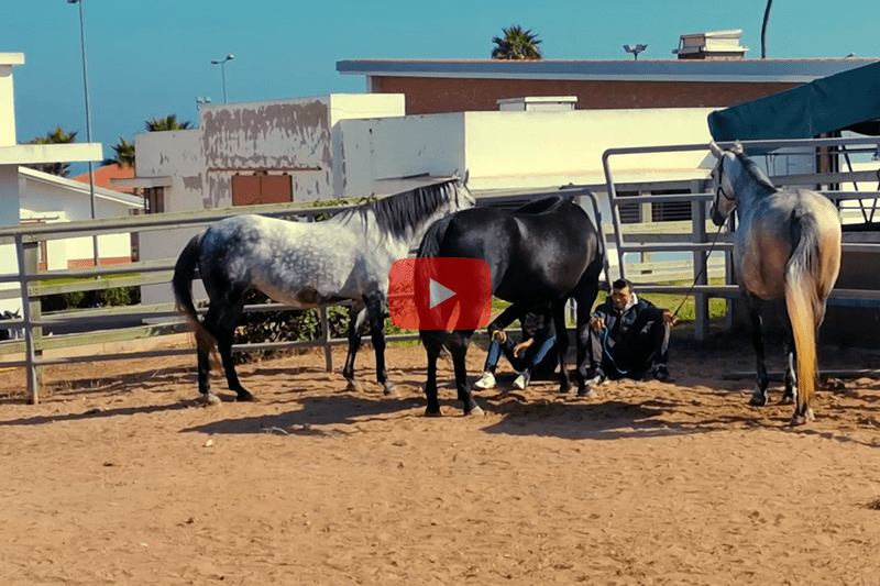 Concours Annuel D'élevage Des Chevaux Barbe Et Arabe-Barbe Au Haras D'el Jadida !