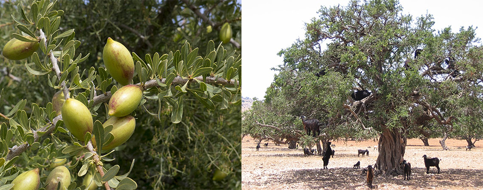 arganier patrimoine naturel marocain eljadida