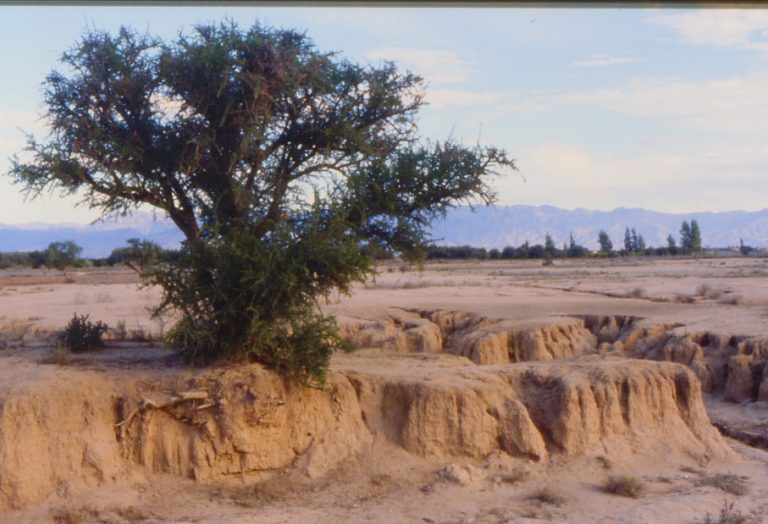 arganier-menace-par-erosion-article-eljadida-info-tourisme