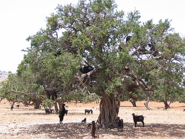 arganier-typique-article-eljadida-info-tourisme